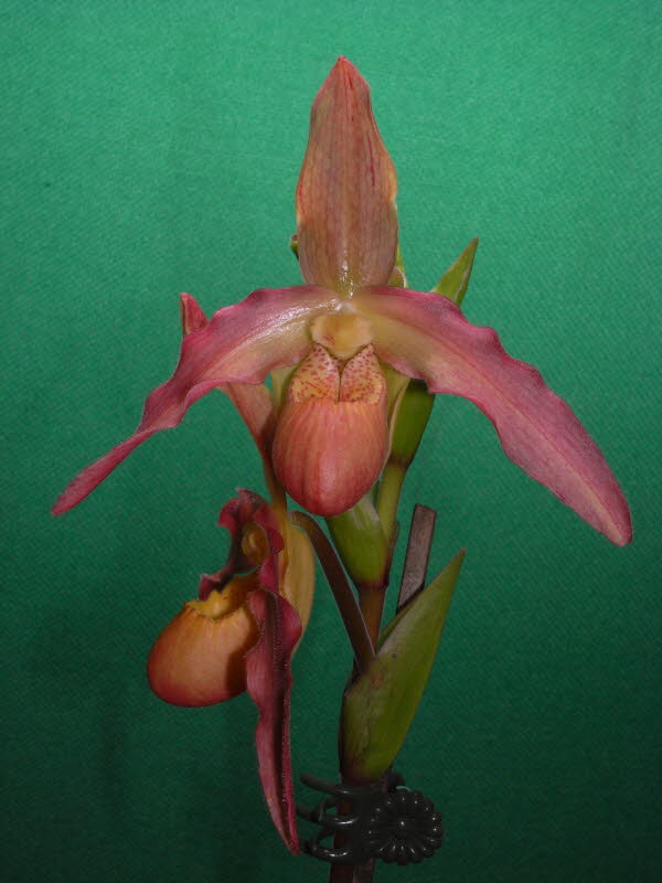 Phrag. Memoria Dick Clements x richteri