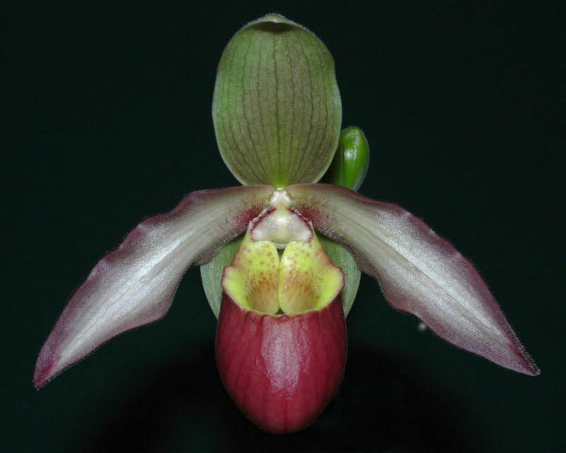 Phrag. Perseus 'HighClare' HCC_AOC