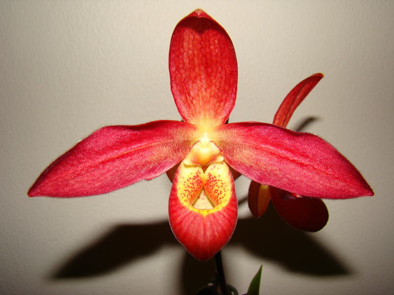 Phrag. Superstar Antares