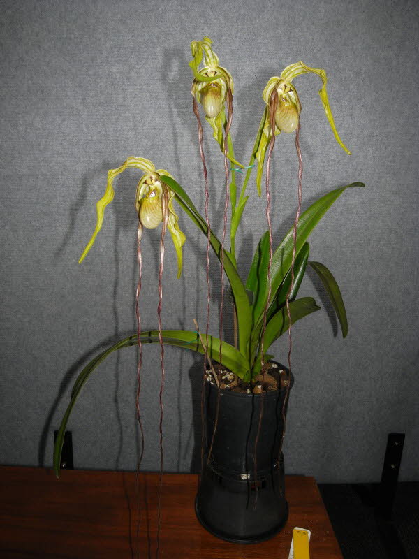 Phragmipedium caudatum